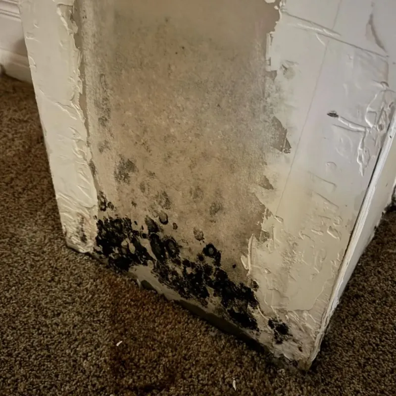 Professional Mold Removal in Oilton, OK